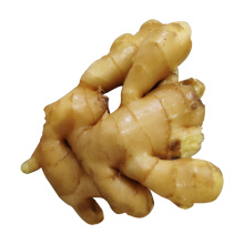 Good Quality Wholesale Price from china Exporters Fresh Ginger for sale